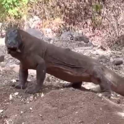 That just felt like a quick snack