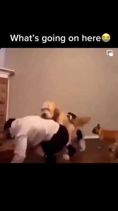 Viagra in the dog food