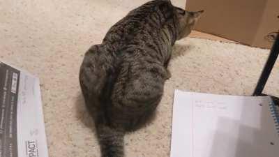 Why?! Why do you want the dang spinach?!