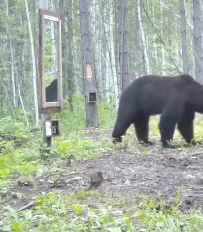 🔥 Bear startled by mirror reflection