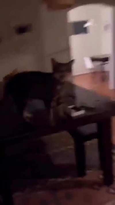 This just happened to my cat