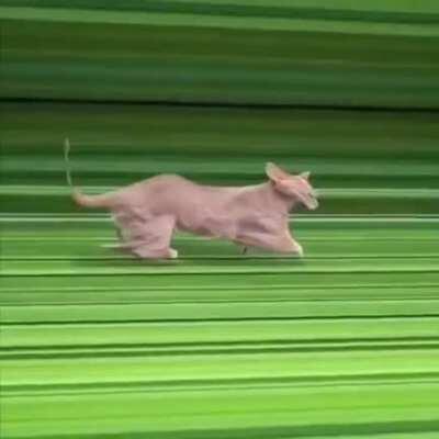 Song by a female singer, possibly from the 2000's