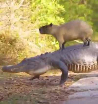 Capybara With Crocodile