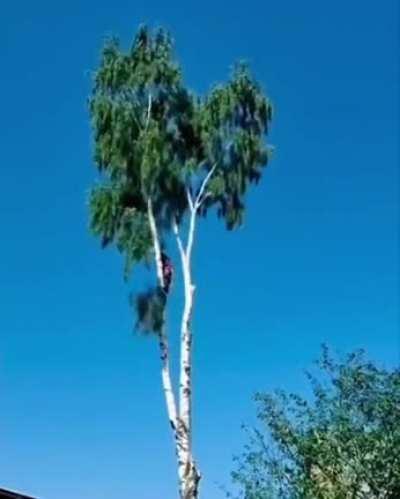 Как собирают искусственные деревья