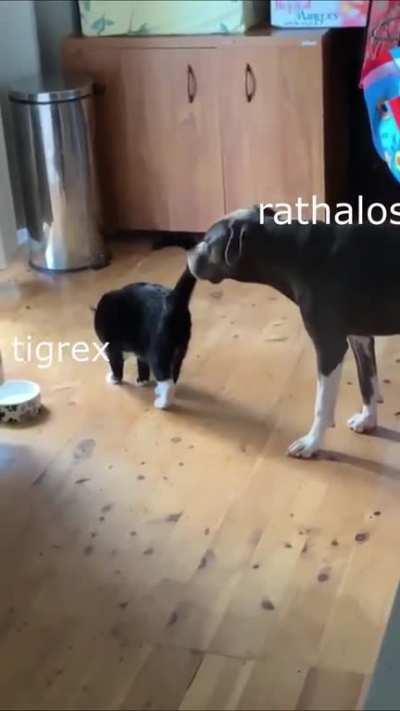 Why do monsters do this