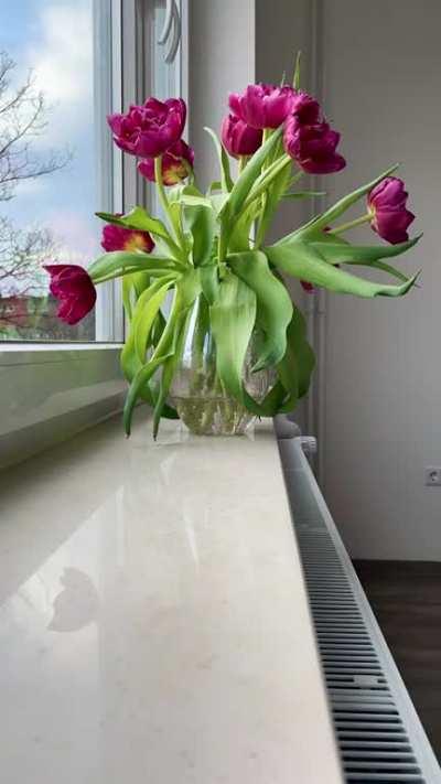 Time lapse of my tulips on their 5th day after giving the stems a diagonal cut and fresh water. Daily care is key! It only takes them about an hour to rise again 🌷