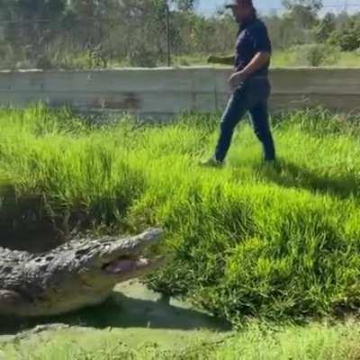 🔥 Man feeds a HUGE crocodile (He does have experience)