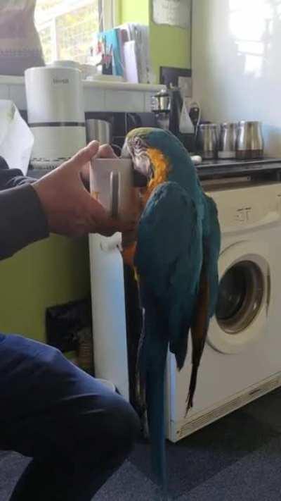 "no human you're not having the cup of tea"