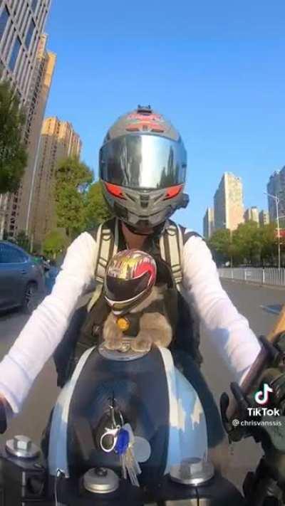 too cute not to share. saw it on tiktok. please delete if not allowed.