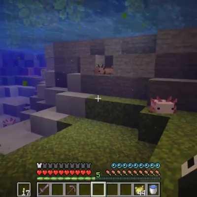 AXOLOTL!! the cutest minecraft mob!!! (confirmed on minecraft live)