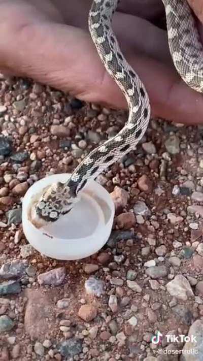 Giving water to a dehydrated gopher snake