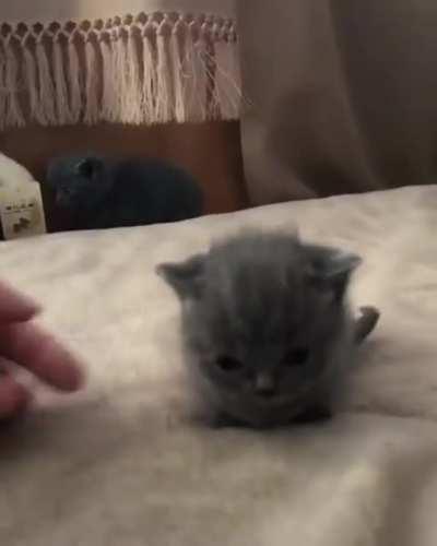 Tiny cat