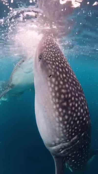 Did you know whale sharks have teeth?