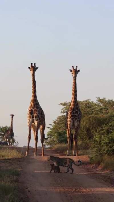🔥 Mother Leopard grooming her cub while two towering Giraffes loom in the background