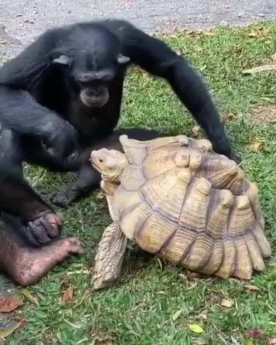 Chimp being a bro