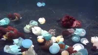 🔥 Blue blubber jellyfish comes in different colors 🔥