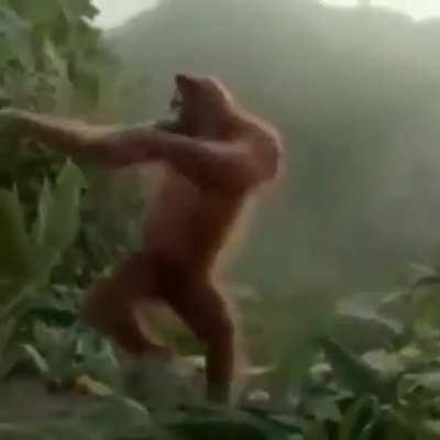 Meme robado de instagram xd