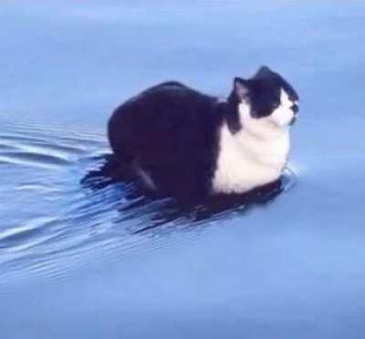 Float cat