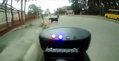 This dude has ultrasonic dog repellent on his bike..