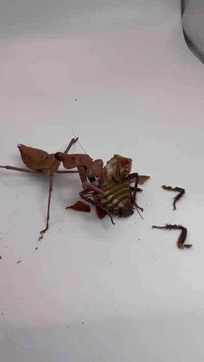 This hooded horror mantis (Tamolanica tamolana) is so aggressive 🤯