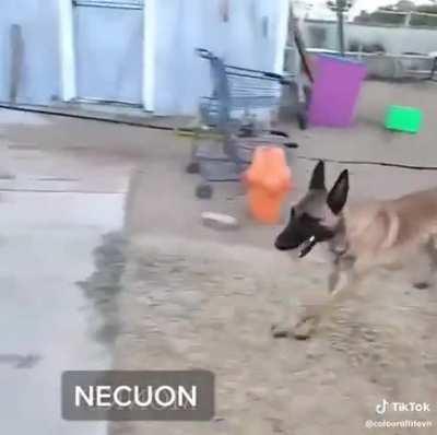 You wish you were as cool as this dog