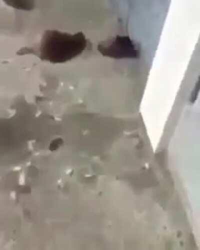 Pop goes the chicken