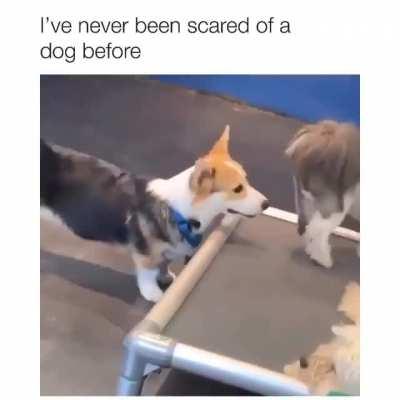 Not today Smiley Dog, not today.