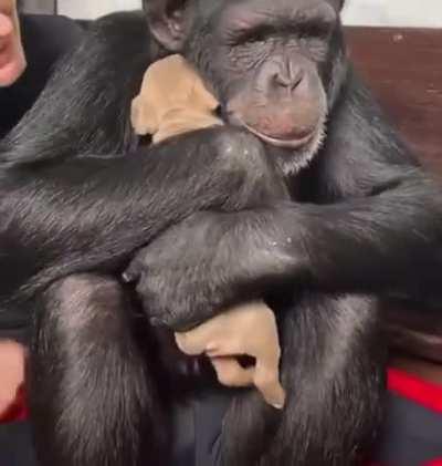 Monkey meets puppy