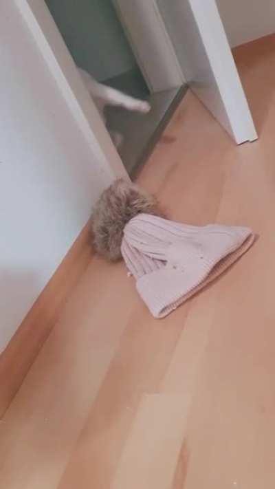 Someone use gif reverse bot