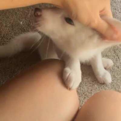 If it wasn't for her ears, you could say that it was a dog.