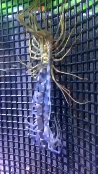 This insect shedding its outer skin