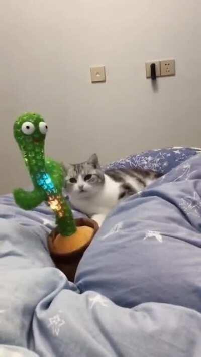 This kitten really enjoys his toy