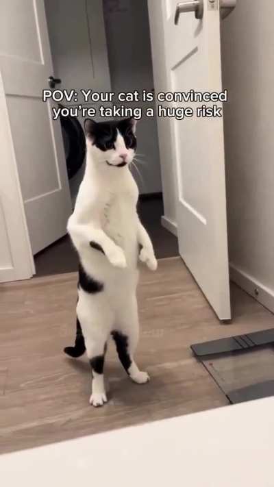 Cat.