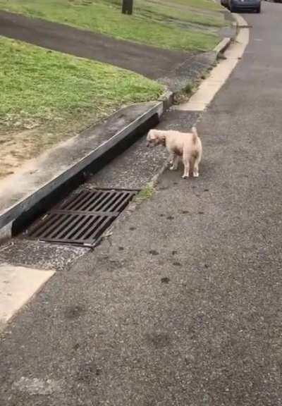 Cat vented, saw it on cams.