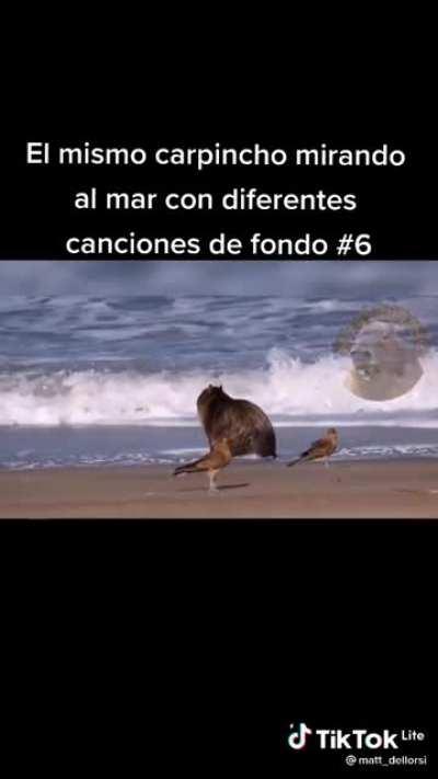 The same carpincho looking at sea with different songs