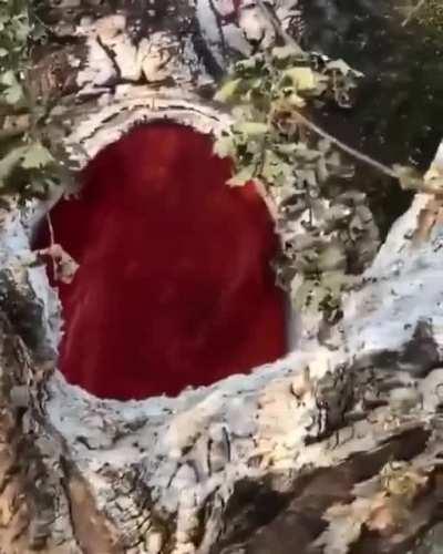 Пожар внутри дерева после попадания молнии