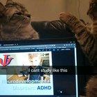 The Warmest Spot Goes to the Cat Who Wins