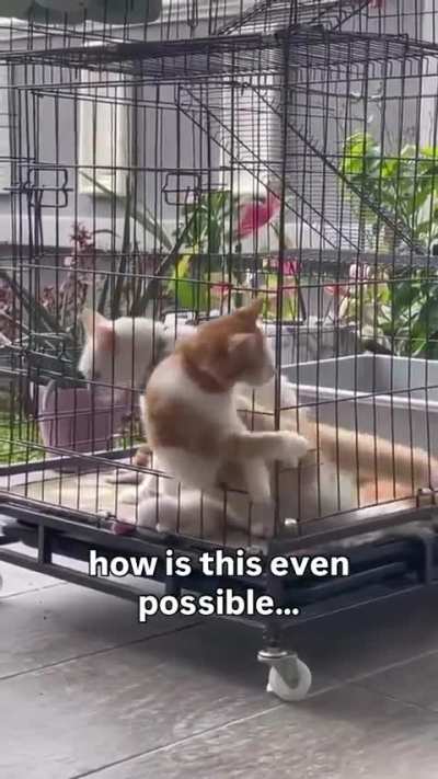 Grey : how did you do that?Orange : I’m orange 🤣