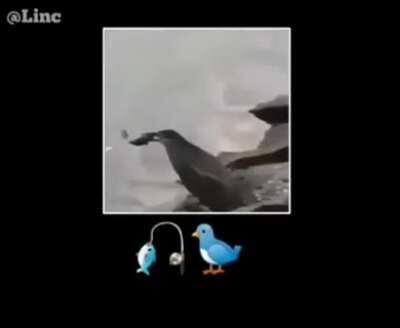 🎣🐦