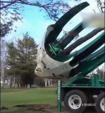 Transplanting a tree. Damn!