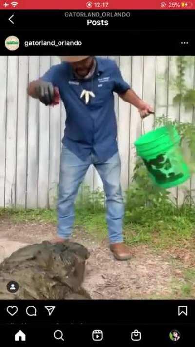 This h e f t y gator in Orlando