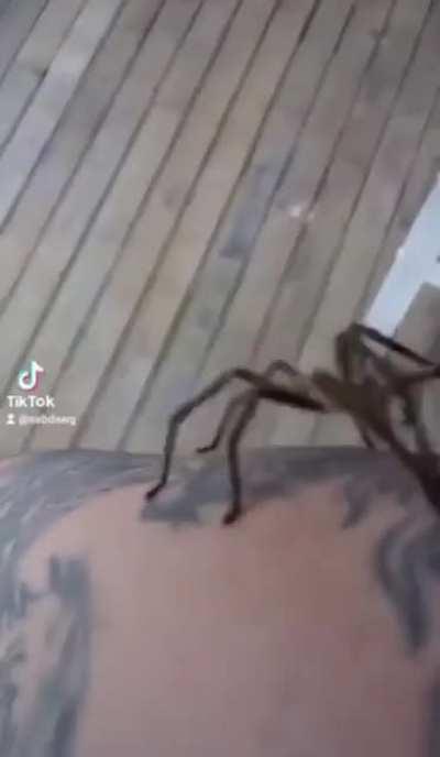 Trying to help a Spider