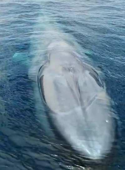 🔥 Blue Whale 🔥