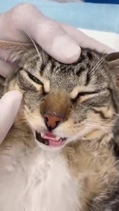 siCK fUcK aPPLiEs sUPerGLuE tO tHe eYeS oF a dEfEnsELeSS sEDAtEd cAT
