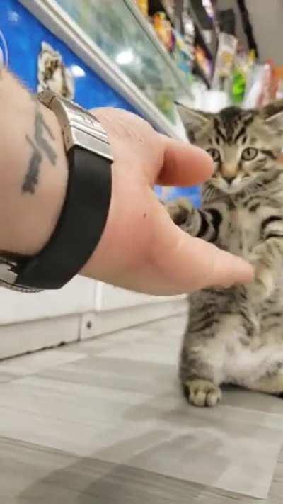 (3rd update on) My Bodegas New Kitten 😸. She appreciates the love ( i think, she nibbled my finger when i told her you guys love her) & wishes you all a beautiful, peaceful & serene day & week 🧡