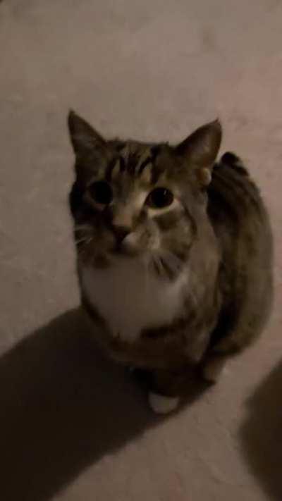 Hemingway gets straight up operatic when it's near food time.