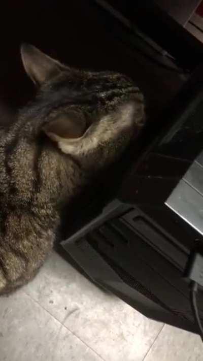 Came up in my memories. Skippy was giving the rig a good cleaning. He was the best cat ever