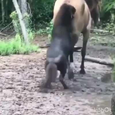A pony feeling very amorous WCGW ?