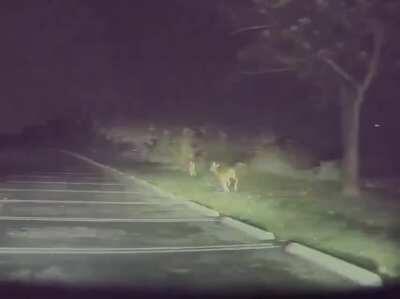 Valet Driver @ La Cantera Resort crashes customers Tesla while goofing off trying to launch it in cheetah mode. (Credit to OP in r/wellthatsucks. Mobile app wouldn’t let me directly share it)