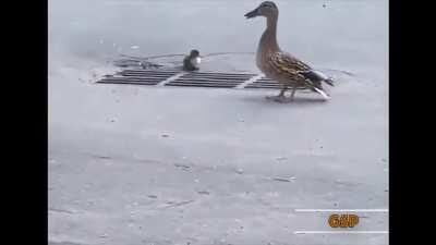 Into the Duck Realm (It's like they phased through the ground...))